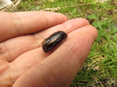 Ancognatha ustulata