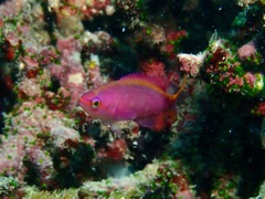 Mirolabrichthys tuka