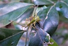 Amblypelta nitida