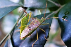 Amblypelta nitida