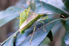 Amblypelta nitida
