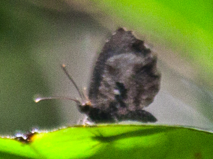 Logania marmorata