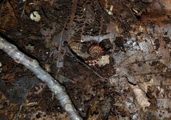 Pseudopolydesmus canadensis