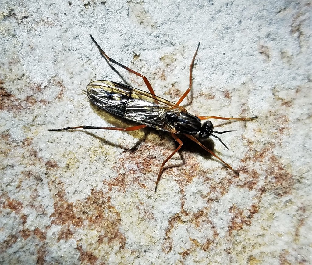 Xylophagus fulgidus