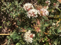 Grevillea crithmifolia
