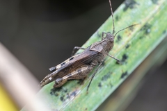 Spharagemon crepitans