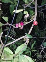 Syzygium malaccense