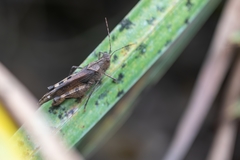 Spharagemon crepitans