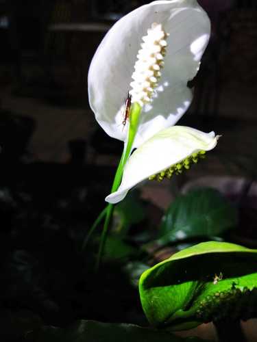 Spathiphyllum wallisii