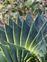Aloe polyphylla