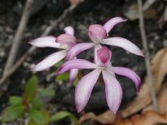 Caladenia clarkiae