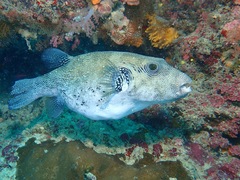 Arothron caeruleopunctatus