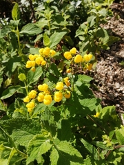 Calceolaria viscosissima