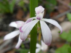 Caladenia clarkiae