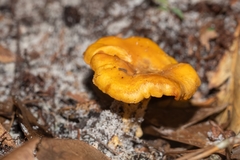 Cantharellus tenuithrix