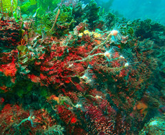 Tubulariidae