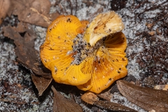 Cantharellus tenuithrix