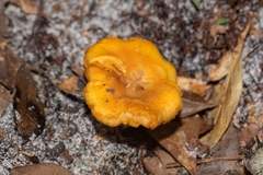 Cantharellus tenuithrix