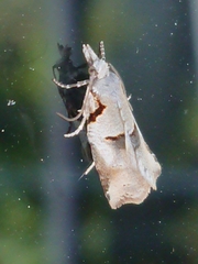 Harmologa amplexana
