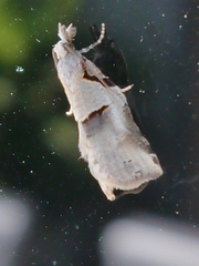 Harmologa amplexana