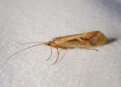 Limnephilus externus