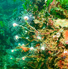 Tubulariidae