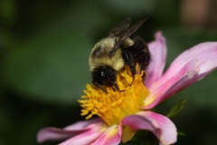 Bombus impatiens