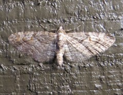 Eupithecia graefii