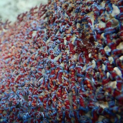 Ophiothela mirabilis