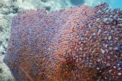 Ophiothela mirabilis