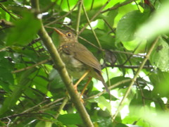 Catharus aurantiirostris