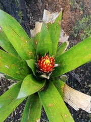 Guzmania conifera