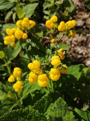 Calceolaria viscosissima
