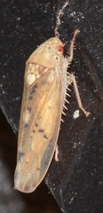 Ponana quadralaba