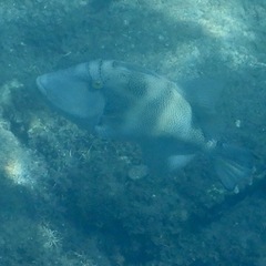 Pseudobalistes naufragium