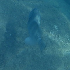 Pseudobalistes naufragium