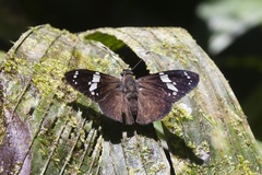 Celaenorrhinus bifurcus