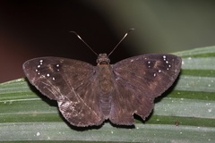 Celaenorrhinus monartus