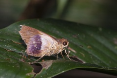 Calpodes