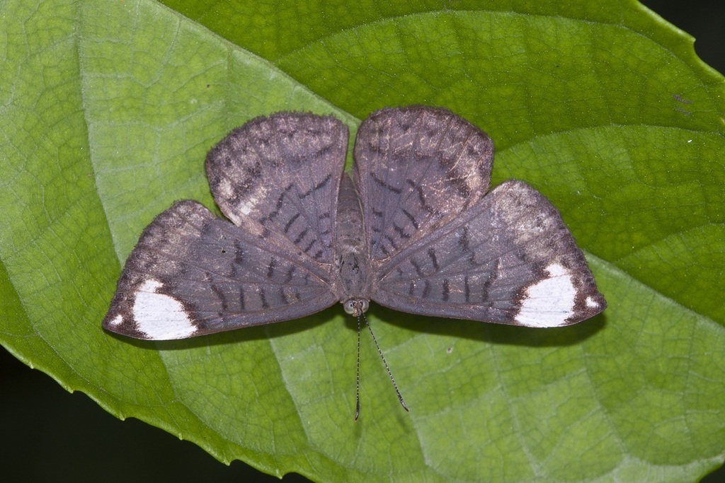 Emesis aurimna