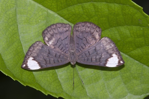 Emesis aurimna