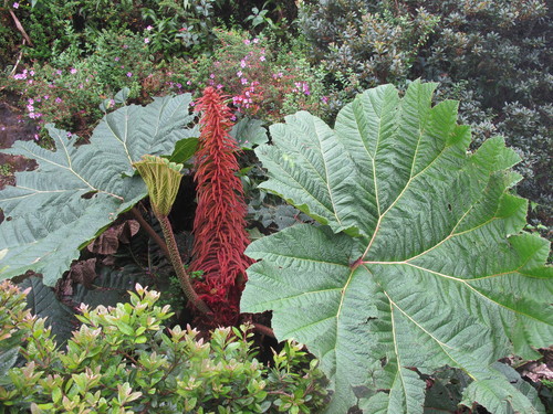Gunneraceae image