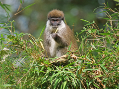 Bale Monkey photo 4