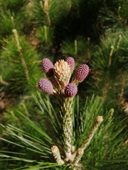 Pinus radiata binata