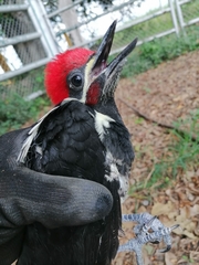 Dryocopus