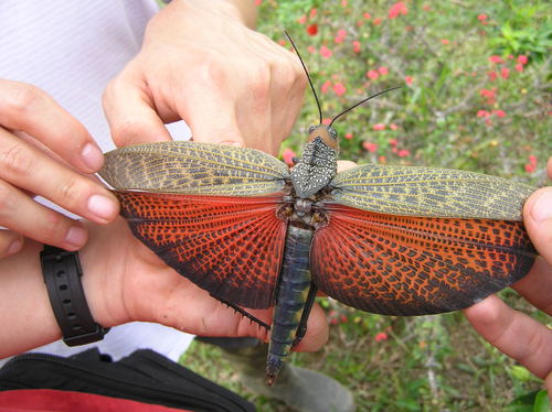 giant red-winged grasshopper