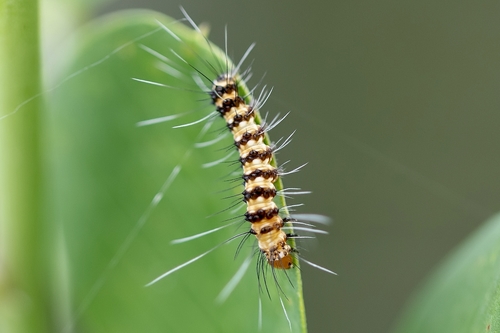 Ornate Bella Moth