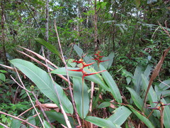 Heliconia acuminata