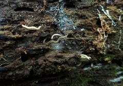 Andrognathus corticarius