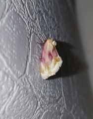 Chamaeclea basiochrea
